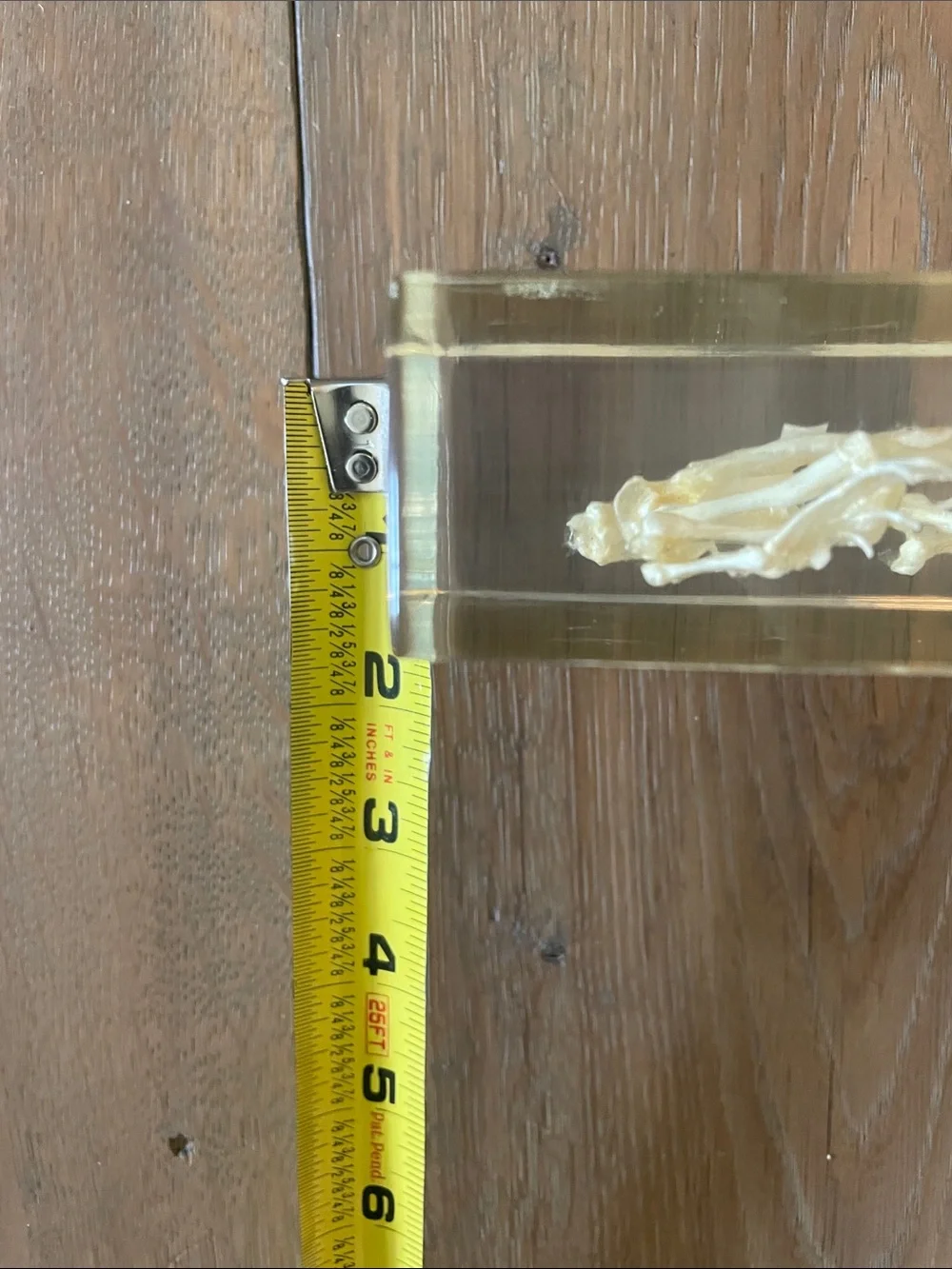 Frog Skeleton! New! - Picture 5 of 10